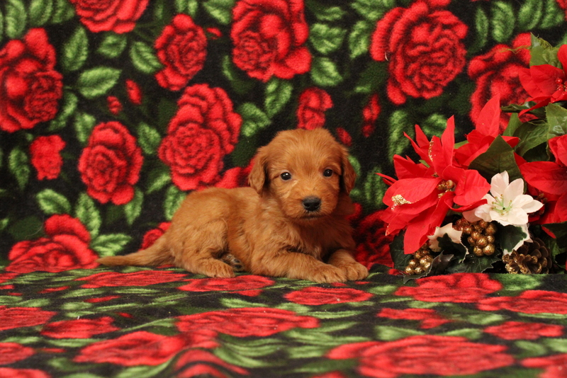 puppy, for, sale, Mini Goldendoodle F1, Matthew B. Stoltzfus, dog, breeder, Gap, PA, dog-breeder, puppy-for-sale, forsale, nearby, find, puppyfind, locator, puppylocator, aca